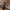 Juodasis kelmaspragšis - Ampedus nigrinus | Fotografijos autorius : Kazimieras Martinaitis | © Macrogamta.lt | Šis tinklapis priklauso bendruomenei kuri domisi makro fotografija ir fotografuoja gyvąjį makro pasaulį.