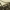 Juodasis laukaspragšis – Hemicrepidius niger | Fotografijos autorius : Giedrius Markevičius | © Macrogamta.lt | Šis tinklapis priklauso bendruomenei kuri domisi makro fotografija ir fotografuoja gyvąjį makro pasaulį.