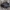 Juodasis maitvabalis - Necrodes littoralis | Fotografijos autorius : Žilvinas Pūtys | © Macrogamta.lt | Šis tinklapis priklauso bendruomenei kuri domisi makro fotografija ir fotografuoja gyvąjį makro pasaulį.