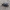 Juodasis maitvabalis - Necrodes littoralis | Fotografijos autorius : Vitalii Alekseev | © Macrogamta.lt | Šis tinklapis priklauso bendruomenei kuri domisi makro fotografija ir fotografuoja gyvąjį makro pasaulį.