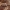 Juodasis momfidas - Mompha langiella | Fotografijos autorius : Žilvinas Pūtys | © Macrogamta.lt | Šis tinklapis priklauso bendruomenei kuri domisi makro fotografija ir fotografuoja gyvąjį makro pasaulį.