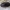 Juodasis odėdis - Attagenus pellio ♂ | Fotografijos autorius : Žilvinas Pūtys | © Macrogamta.lt | Šis tinklapis priklauso bendruomenei kuri domisi makro fotografija ir fotografuoja gyvąjį makro pasaulį.