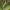 Juodasis sodinis pelėdgalvis - Melanchra persicariae, vikšras | Fotografijos autorius : Vidas Brazauskas | © Macrogamta.lt | Šis tinklapis priklauso bendruomenei kuri domisi makro fotografija ir fotografuoja gyvąjį makro pasaulį.