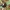 Juodbruvėlė boružė - Chilocorus renipustulatus | Fotografijos autorius : Gintautas Steiblys | © Macrogamta.lt | Šis tinklapis priklauso bendruomenei kuri domisi makro fotografija ir fotografuoja gyvąjį makro pasaulį.
