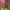 Juodbuožis storgalvis - Thymelicus lineola | Fotografijos autorius : Gintautas Steiblys | © Macrogamta.lt | Šis tinklapis priklauso bendruomenei kuri domisi makro fotografija ir fotografuoja gyvąjį makro pasaulį.