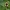 Juodoji drignė - Hyoscyamus niger | Fotografijos autorius : Kęstutis Obelevičius | © Macrogamta.lt | Šis tinklapis priklauso bendruomenei kuri domisi makro fotografija ir fotografuoja gyvąjį makro pasaulį.