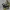 Juodoji holvėja - Holwaya mucida | Fotografijos autorius : Vytautas Gluoksnis | © Macrogamta.lt | Šis tinklapis priklauso bendruomenei kuri domisi makro fotografija ir fotografuoja gyvąjį makro pasaulį.