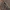 Juodrudė alksninė kaloptilija - Caloptilia falconipennella | Fotografijos autorius : Gintautas Steiblys | © Macrogamta.lt | Šis tinklapis priklauso bendruomenei kuri domisi makro fotografija ir fotografuoja gyvąjį makro pasaulį.