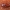 Juodvabalis - Hypophloeus longulus | Fotografijos autorius : Žilvinas Pūtys | © Macrogamta.lt | Šis tinklapis priklauso bendruomenei kuri domisi makro fotografija ir fotografuoja gyvąjį makro pasaulį.