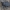 Juodvabalis - Pachyscelis villosa | Fotografijos autorius : Žilvinas Pūtys | © Macrogamta.lt | Šis tinklapis priklauso bendruomenei kuri domisi makro fotografija ir fotografuoja gyvąjį makro pasaulį.