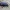 Violetinis juodvabalis - Platydema violaceum | Fotografijos autorius : Gintautas Steiblys | © Macrogamta.lt | Šis tinklapis priklauso bendruomenei kuri domisi makro fotografija ir fotografuoja gyvąjį makro pasaulį.