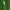 Juostanugarė žolblakė - Stenotus binotatus | Fotografijos autorius : Vidas Brazauskas | © Macrogamta.lt | Šis tinklapis priklauso bendruomenei kuri domisi makro fotografija ir fotografuoja gyvąjį makro pasaulį.