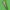 Juostuotasis žolinis ugniukas - Chrysoteuchia culmella | Fotografijos autorius : Vidas Brazauskas | © Macrogamta.lt | Šis tinklapis priklauso bendruomenei kuri domisi makro fotografija ir fotografuoja gyvąjį makro pasaulį.