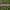 Juostuotasis dirvinukas - Noctua fimbriata, vikšras | Fotografijos autorius : Žilvinas Pūtys | © Macrogamta.lt | Šis tinklapis priklauso bendruomenei kuri domisi makro fotografija ir fotografuoja gyvąjį makro pasaulį.