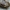 Juostuotasis niūravabalis - Orchesia undulata | Fotografijos autorius : Vidas Brazauskas | © Macrogamta.lt | Šis tinklapis priklauso bendruomenei kuri domisi makro fotografija ir fotografuoja gyvąjį makro pasaulį.