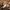 Juosvažalis baltikas - Tricholoma portentosum | Fotografijos autorius : Vytautas Gluoksnis | © Macrogamta.lt | Šis tinklapis priklauso bendruomenei kuri domisi makro fotografija ir fotografuoja gyvąjį makro pasaulį.