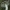 Juosvažalis baltikas - Tricholoma portentosum | Fotografijos autorius : Gintautas Steiblys | © Macrogamta.lt | Šis tinklapis priklauso bendruomenei kuri domisi makro fotografija ir fotografuoja gyvąjį makro pasaulį.