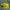 Rausvasis kamaninis sfinksas - Hemaris fuciformis | Fotografijos autorius : Elmaras Duderis | © Macrogamta.lt | Šis tinklapis priklauso bendruomenei kuri domisi makro fotografija ir fotografuoja gyvąjį makro pasaulį.