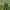 Kadaginis amaras - Cinara juniperi | Fotografijos autorius : Gintautas Steiblys | © Macrogamta.lt | Šis tinklapis priklauso bendruomenei kuri domisi makro fotografija ir fotografuoja gyvąjį makro pasaulį.