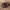Kailiavabalis - Anthrenus fuscus | Fotografijos autorius : Žilvinas Pūtys | © Macrogamta.lt | Šis tinklapis priklauso bendruomenei kuri domisi makro fotografija ir fotografuoja gyvąjį makro pasaulį.