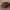 Kailiavabalis - Anthrenus fuscus | Fotografijos autorius : Žilvinas Pūtys | © Macrogamta.lt | Šis tinklapis priklauso bendruomenei kuri domisi makro fotografija ir fotografuoja gyvąjį makro pasaulį.