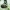 Kailiavabalis - Anthrenus fuscus | Fotografijos autorius : Vidas Brazauskas | © Macrogamta.lt | Šis tinklapis priklauso bendruomenei kuri domisi makro fotografija ir fotografuoja gyvąjį makro pasaulį.