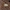 Kailiavabalis - Ctesias serra, lėliukė | Fotografijos autorius : Žilvinas Pūtys | © Macrogamta.lt | Šis tinklapis priklauso bendruomenei kuri domisi makro fotografija ir fotografuoja gyvąjį makro pasaulį.