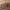 Kailiavabalis - Ctesias serra, lerva | Fotografijos autorius : Žilvinas Pūtys | © Macrogamta.lt | Šis tinklapis priklauso bendruomenei kuri domisi makro fotografija ir fotografuoja gyvąjį makro pasaulį.