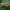 Kalninė cikada - Cicadetta montana, išnara | Fotografijos autorius : Žilvinas Pūtys | © Macrogamta.lt | Šis tinklapis priklauso bendruomenei kuri domisi makro fotografija ir fotografuoja gyvąjį makro pasaulį.