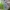 Kalninė cikada - Cicadetta montana | Fotografijos autorius : Romas Ferenca | © Macrogamta.lt | Šis tinklapis priklauso bendruomenei kuri domisi makro fotografija ir fotografuoja gyvąjį makro pasaulį.