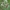 Kalninis dobilas - Trifolium montanum | Fotografijos autorius : Gintautas Steiblys | © Macrogamta.lt | Šis tinklapis priklauso bendruomenei kuri domisi makro fotografija ir fotografuoja gyvąjį makro pasaulį.