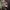 Kamščiapintė aprūkėlė - Bjerkandera fumosa | Fotografijos autorius : Vitalij Drozdov | © Macrogamta.lt | Šis tinklapis priklauso bendruomenei kuri domisi makro fotografija ir fotografuoja gyvąjį makro pasaulį.