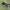 Kamaniškoji plėšriamusė - Laphria flava | Fotografijos autorius : Gintautas Steiblys | © Macrogamta.lt | Šis tinklapis priklauso bendruomenei kuri domisi makro fotografija ir fotografuoja gyvąjį makro pasaulį.