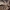Kamieninis vikrūnas - Philodromus margaritatus ♀ | Fotografijos autorius : Žilvinas Pūtys | © Macrogamta.lt | Šis tinklapis priklauso bendruomenei kuri domisi makro fotografija ir fotografuoja gyvąjį makro pasaulį.