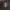Kamieninis vikrūnas - Philodromus margaritatus ♀ | Fotografijos autorius : Žilvinas Pūtys | © Macrogamta.lt | Šis tinklapis priklauso bendruomenei kuri domisi makro fotografija ir fotografuoja gyvąjį makro pasaulį.