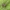 Kamieninis vikrūnas - Philodromus margaritatus ♂ | Fotografijos autorius : Gintautas Steiblys | © Macrogamta.lt | Šis tinklapis priklauso bendruomenei kuri domisi makro fotografija ir fotografuoja gyvąjį makro pasaulį.