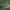 Kampuotblakė - Ceraleptus lividus | Fotografijos autorius : Žilvinas Pūtys | © Macrogamta.lt | Šis tinklapis priklauso bendruomenei kuri domisi makro fotografija ir fotografuoja gyvąjį makro pasaulį.