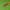 Kampuotblakė - Rhopalus sp. | Fotografijos autorius : Vidas Brazauskas | © Macrogamta.lt | Šis tinklapis priklauso bendruomenei kuri domisi makro fotografija ir fotografuoja gyvąjį makro pasaulį.