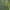 Vikrioji dirvablakė - Dicranocephalus cf. agilis | Fotografijos autorius : Gintautas Steiblys | © Macrogamta.lt | Šis tinklapis priklauso bendruomenei kuri domisi makro fotografija ir fotografuoja gyvąjį makro pasaulį.
