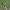 Vikrioji dirvablakė - Dicranocephalus cf. agilis | Fotografijos autorius : Gintautas Steiblys | © Macrogamta.lt | Šis tinklapis priklauso bendruomenei kuri domisi makro fotografija ir fotografuoja gyvąjį makro pasaulį.