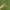 Kampuotblakė - Ceraleptus lividus  | Fotografijos autorius : Gintautas Steiblys | © Macrogamta.lt | Šis tinklapis priklauso bendruomenei kuri domisi makro fotografija ir fotografuoja gyvąjį makro pasaulį.