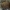 Kamuolvabalis - Byrrhus fasciatus | Fotografijos autorius : Žilvinas Pūtys | © Macrogamta.lt | Šis tinklapis priklauso bendruomenei kuri domisi makro fotografija ir fotografuoja gyvąjį makro pasaulį.