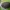 Kamuolvabalis - Byrrhus fasciatus | Fotografijos autorius : Žilvinas Pūtys | © Macrogamta.lt | Šis tinklapis priklauso bendruomenei kuri domisi makro fotografija ir fotografuoja gyvąjį makro pasaulį.