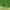 Makštikandė - Coleophora sp. | Fotografijos autorius : Vidas Brazauskas | © Macrogamta.lt | Šis tinklapis priklauso bendruomenei kuri domisi makro fotografija ir fotografuoja gyvąjį makro pasaulį.