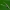 Makštikandė - Coleophora sp. | Fotografijos autorius : Vidas Brazauskas | © Macrogamta.lt | Šis tinklapis priklauso bendruomenei kuri domisi makro fotografija ir fotografuoja gyvąjį makro pasaulį.