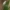Kardalapis garbenis - Cephalanthera longifolia | Fotografijos autorius : Gintautas Steiblys | © Macrogamta.lt | Šis tinklapis priklauso bendruomenei kuri domisi makro fotografija ir fotografuoja gyvąjį makro pasaulį.