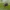 Karklinė smaragdina - Smaragdina salicina | Fotografijos autorius : Kazimieras Martinaitis | © Macrogamta.lt | Šis tinklapis priklauso bendruomenei kuri domisi makro fotografija ir fotografuoja gyvąjį makro pasaulį.