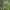 Karklinis naktinukas - Brachylomia viminalis | Fotografijos autorius : Žilvinas Pūtys | © Macrogamta.lt | Šis tinklapis priklauso bendruomenei kuri domisi makro fotografija ir fotografuoja gyvąjį makro pasaulį.