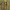 Karpotasis beržas - Betula pendula | Fotografijos autorius : Gintautas Steiblys | © Macrogamta.lt | Šis tinklapis priklauso bendruomenei kuri domisi makro fotografija ir fotografuoja gyvąjį makro pasaulį.