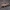Šienpjovys - Trogulus tricarinatus | Fotografijos autorius : Gintautas Steiblys | © Macrogamta.lt | Šis tinklapis priklauso bendruomenei kuri domisi makro fotografija ir fotografuoja gyvąjį makro pasaulį.